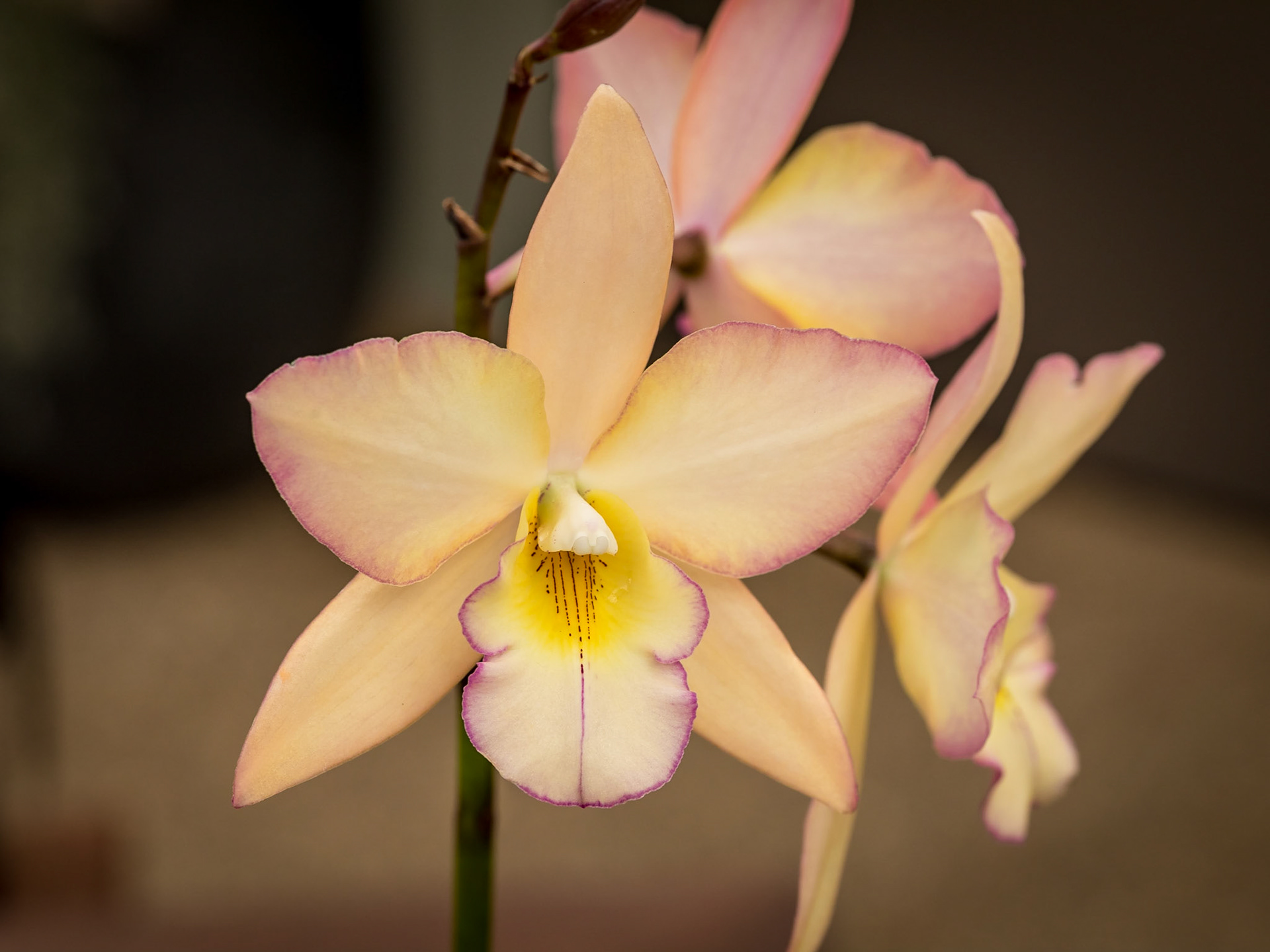 In the Orchid House, Hervey Bay Botanic Gardens