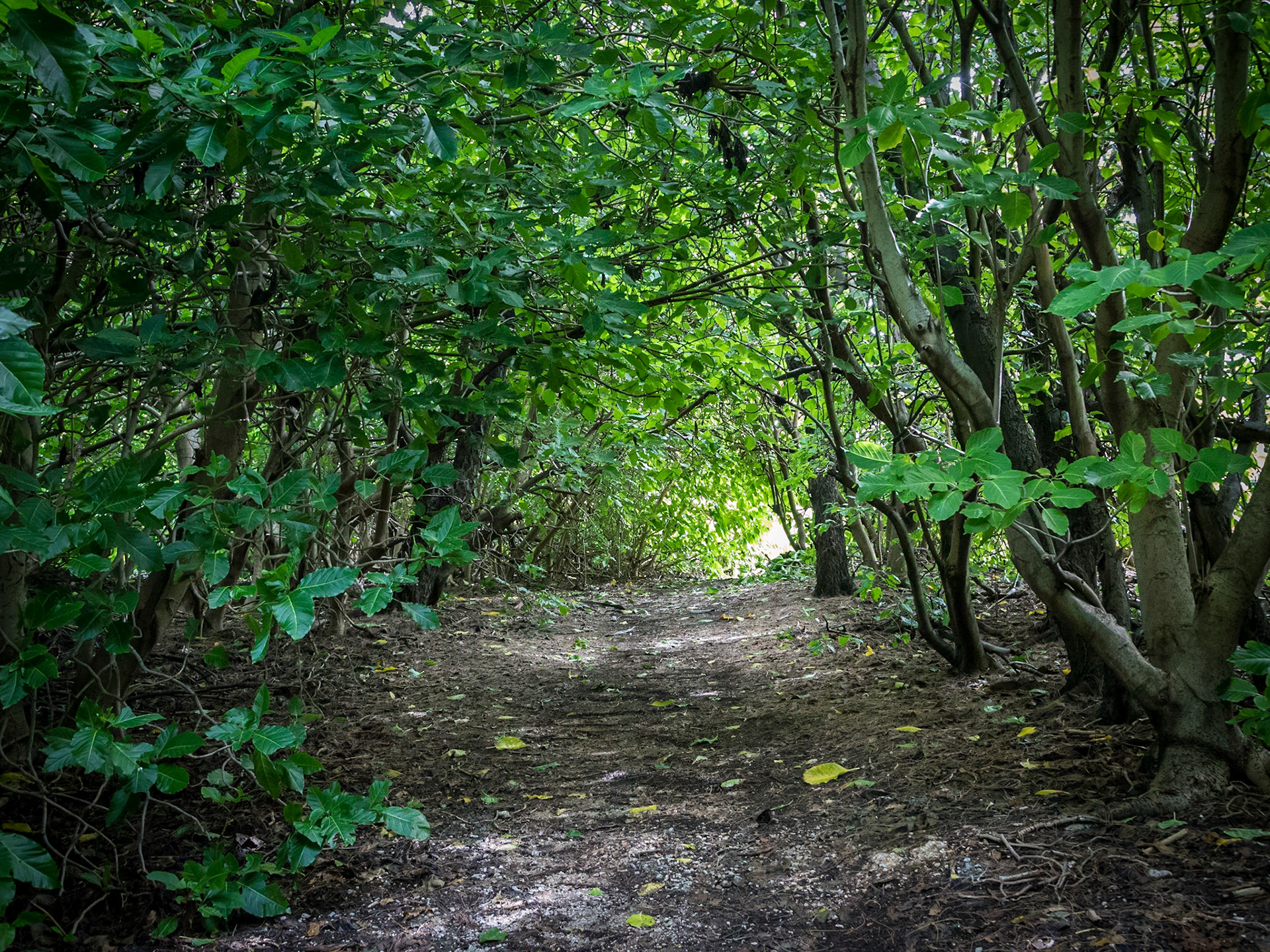 Pisonia trees plantation
