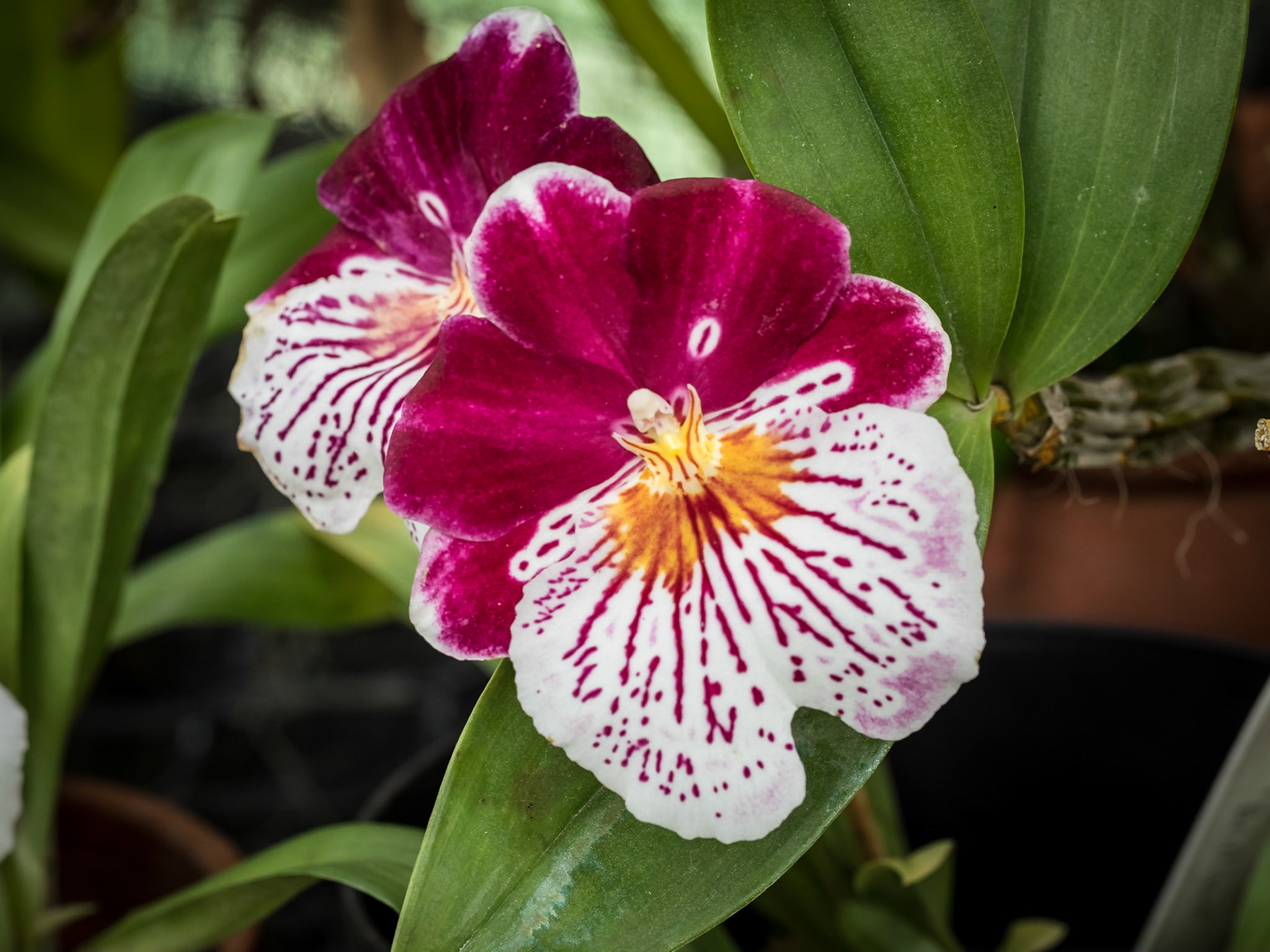 In the Orchid House, Hervey Bay Botanic Gardens