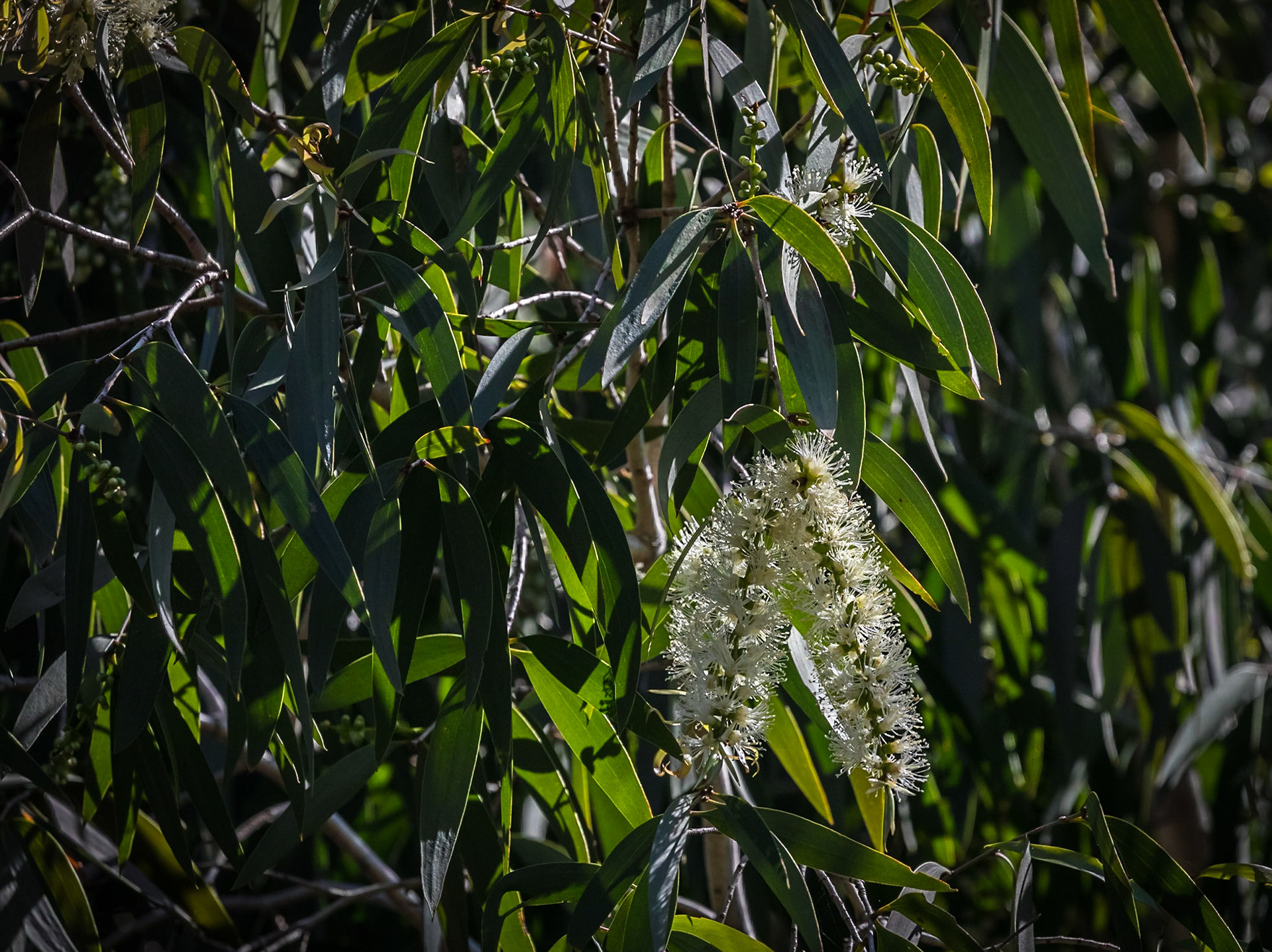 Baldwin Swamp Environment Park