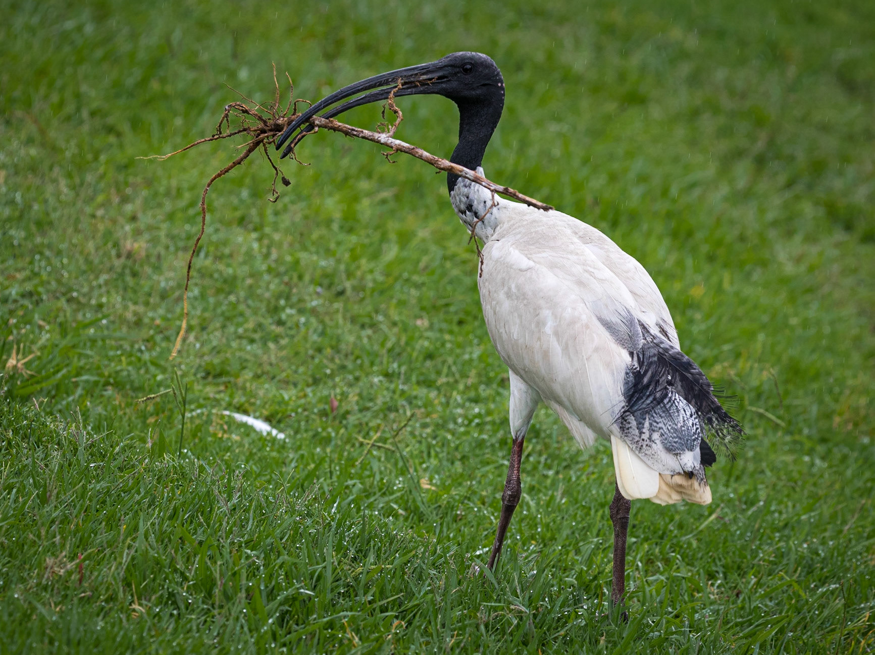 Ibis