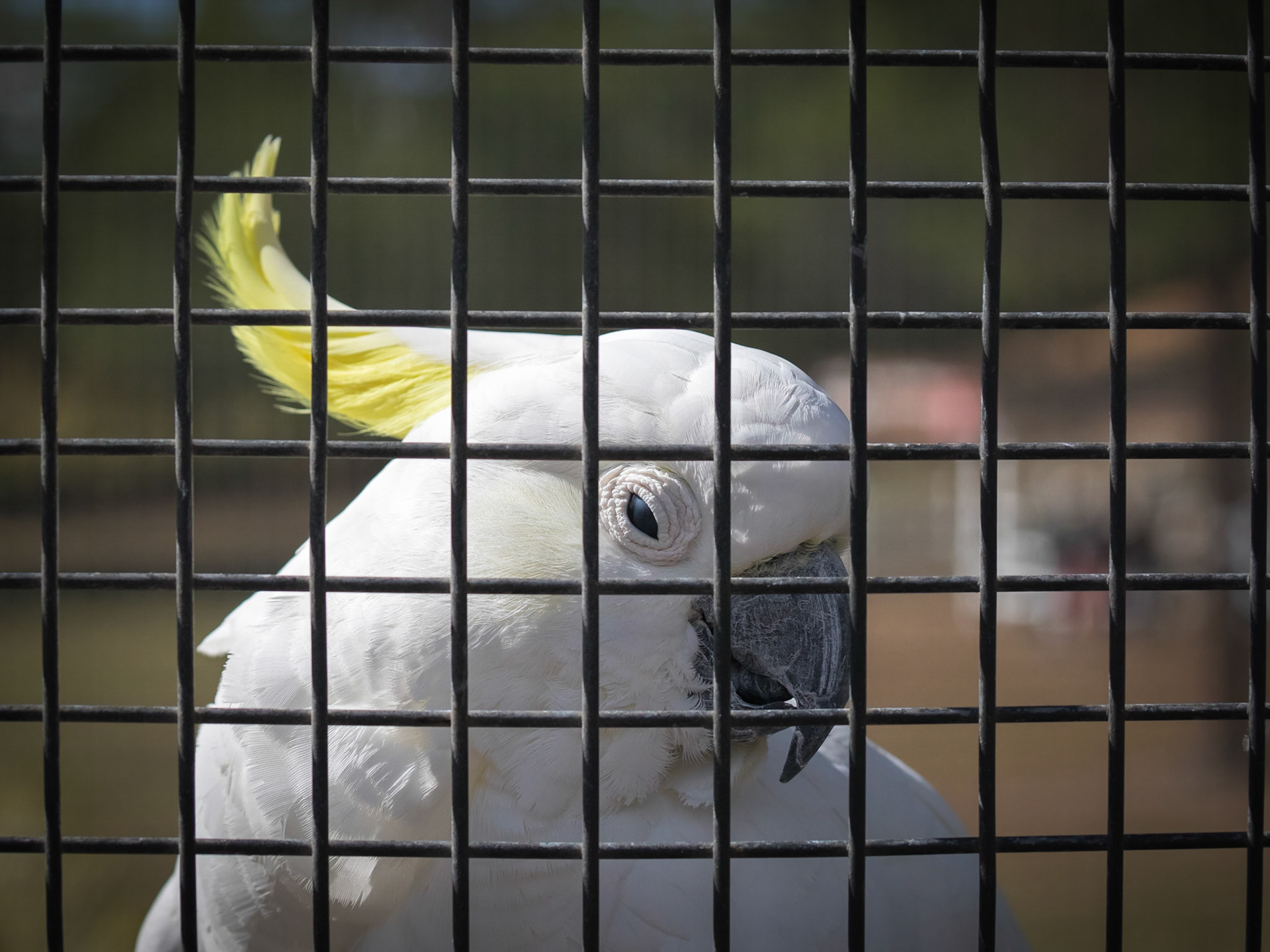 Flying High Bird Sanctuary