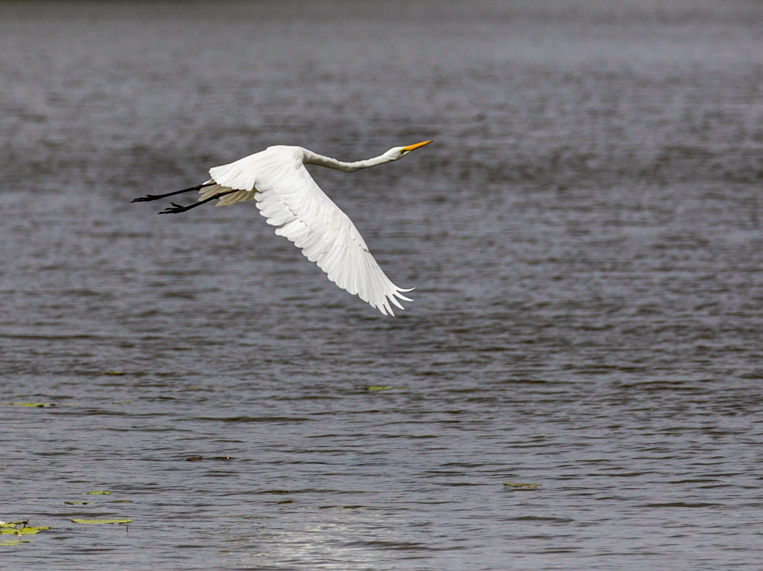 Birds of Hood's Lagoon