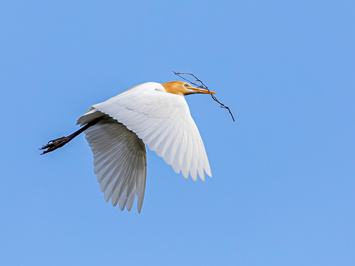 Cattle Egret