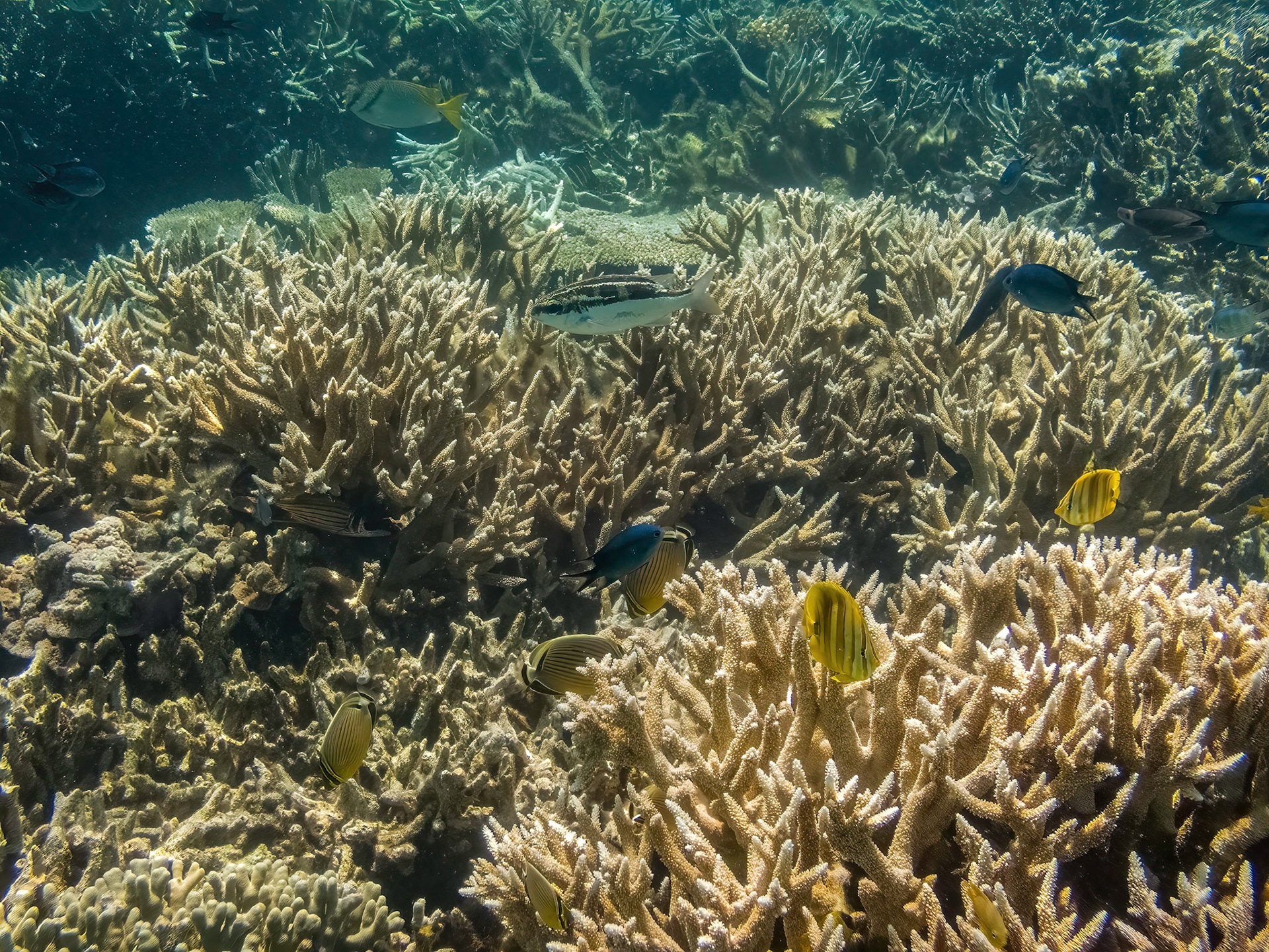Coral reef in the Lady Musgrave Island lagoon