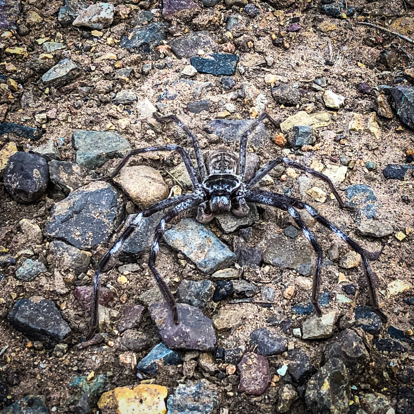 Spider camouflaged amongst the pebbles