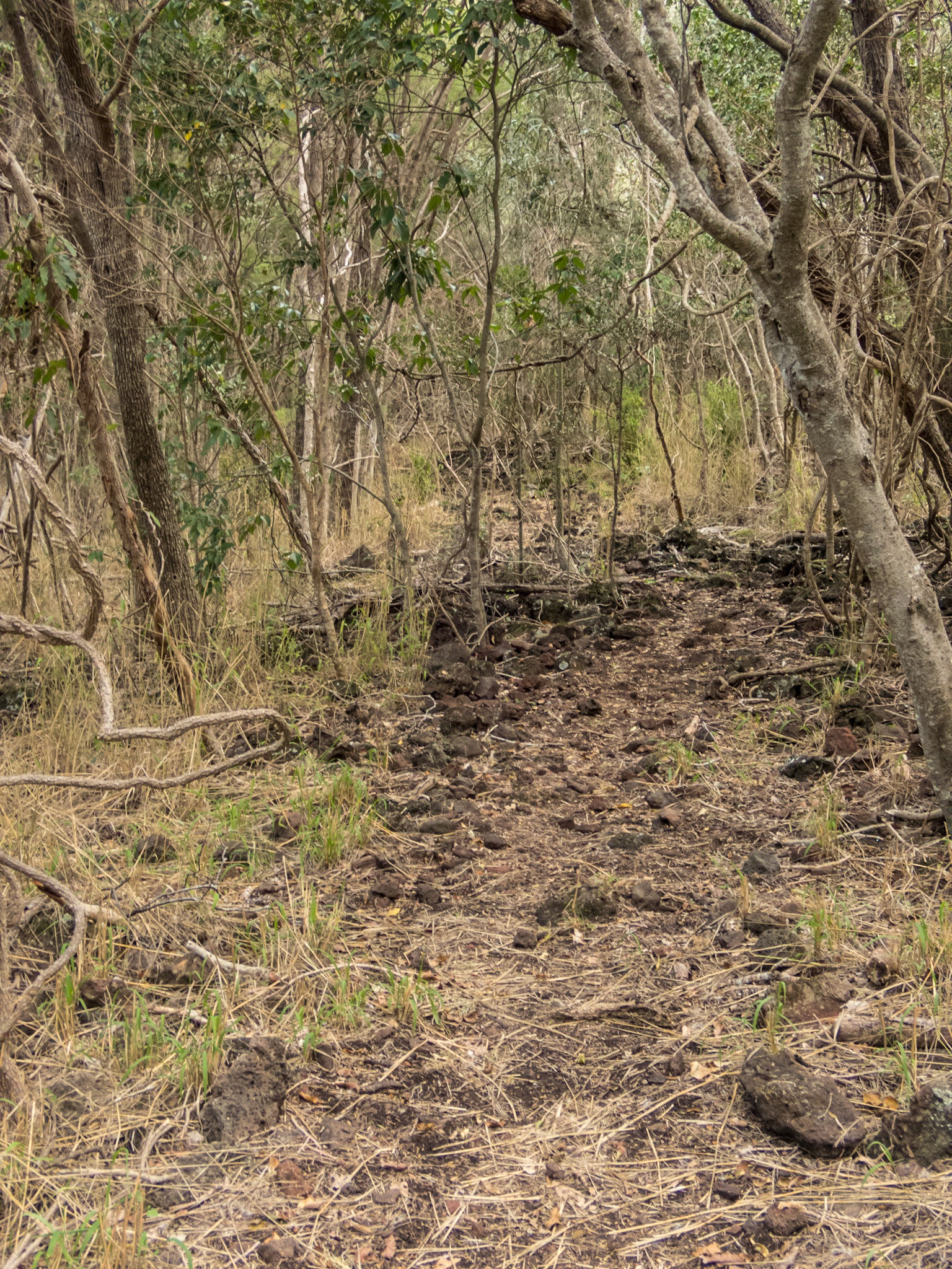 Along the Coalstoun Lakes National Park hiking trail