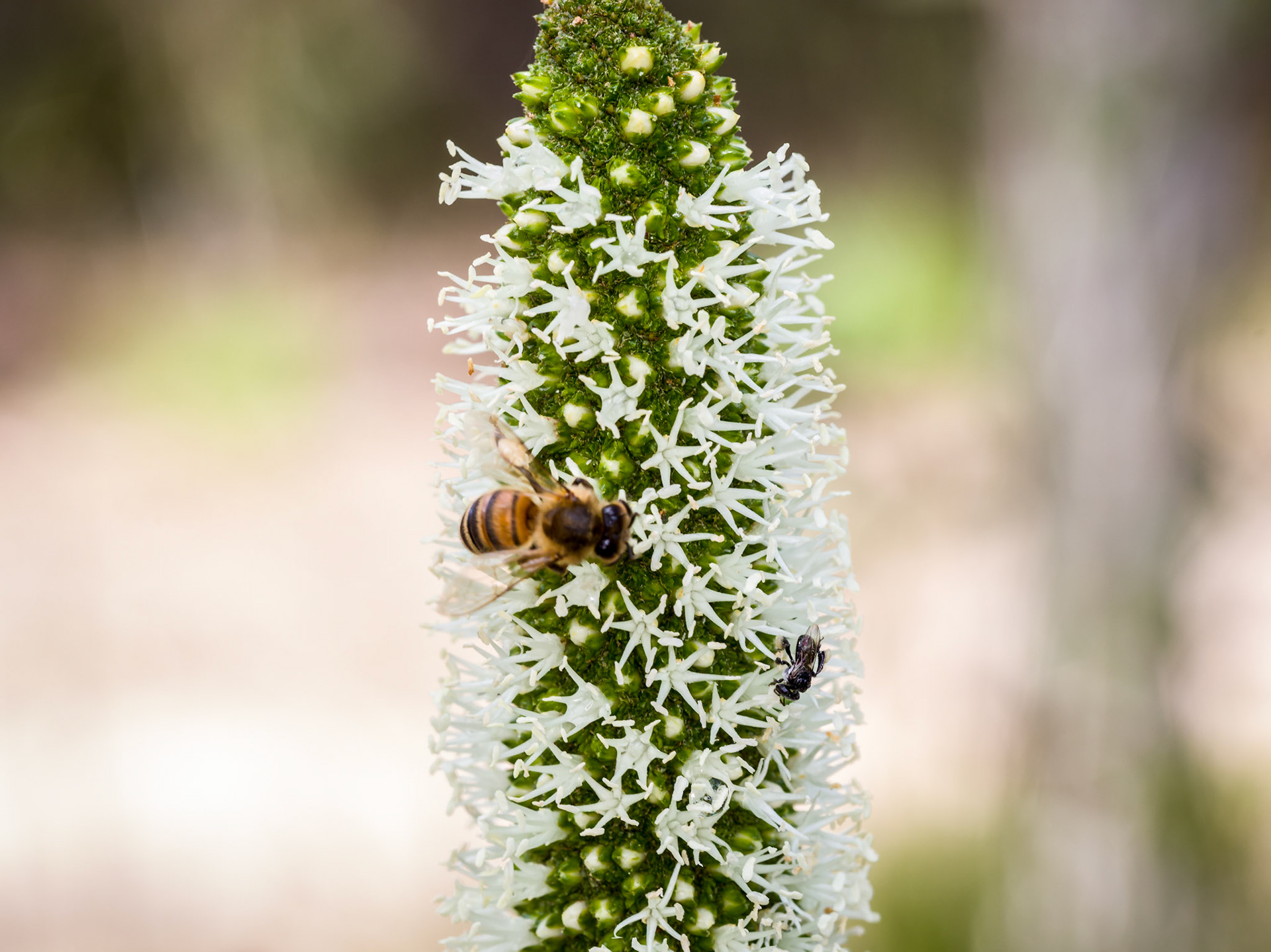 Honey bee and native bee