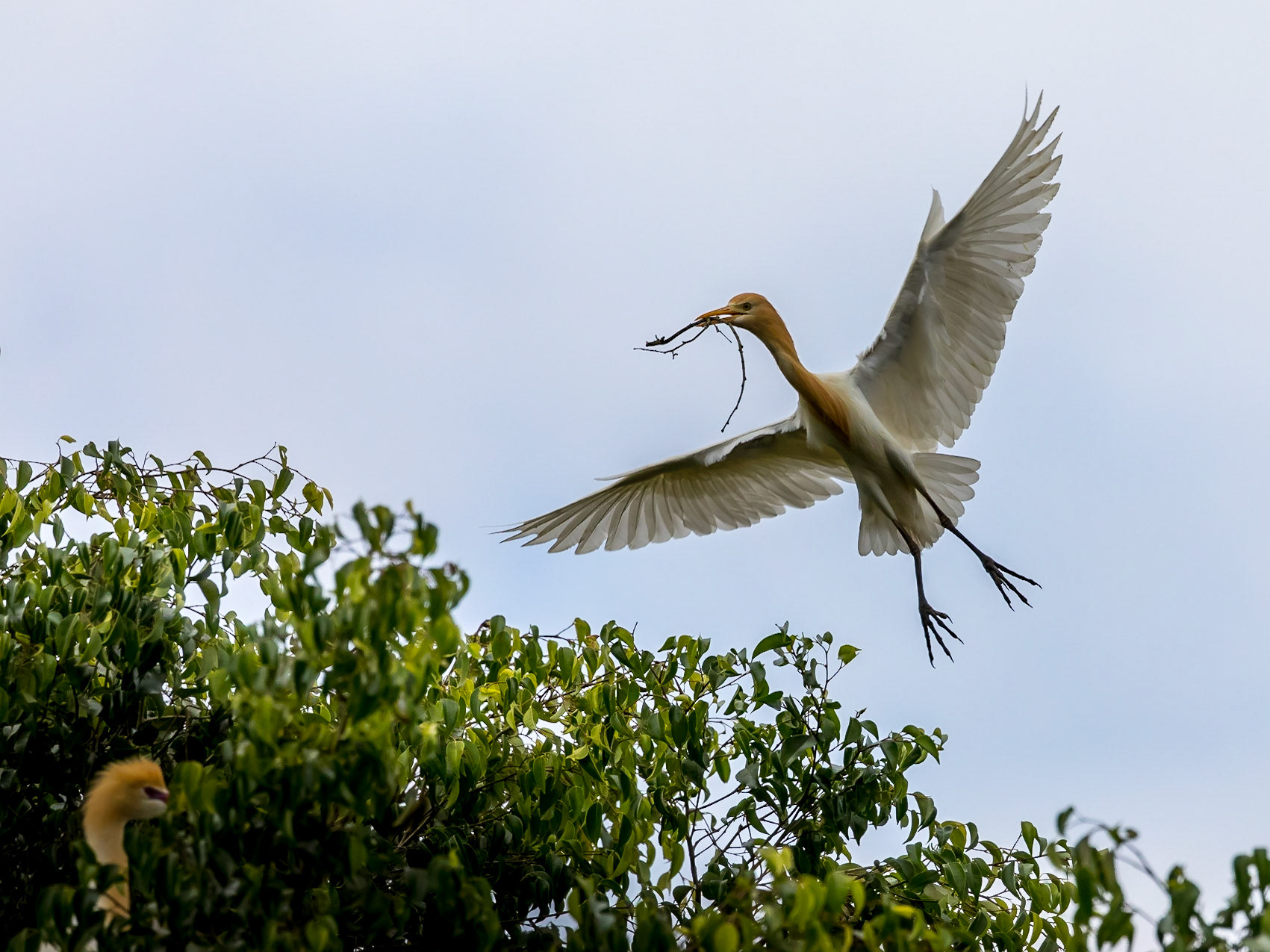 Cattle Egret