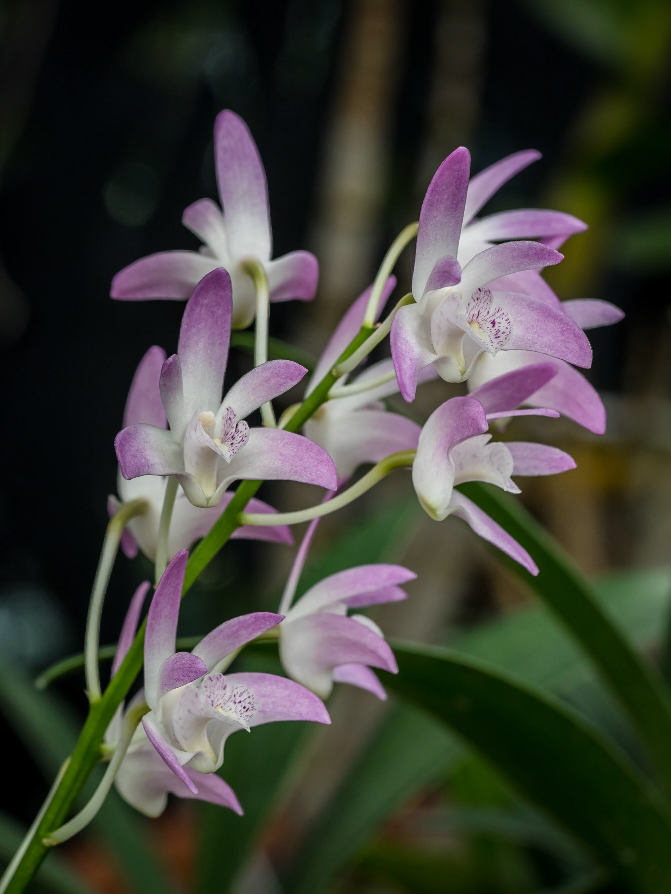 In the Orchid House, Hervey Bay Botanic Gardens