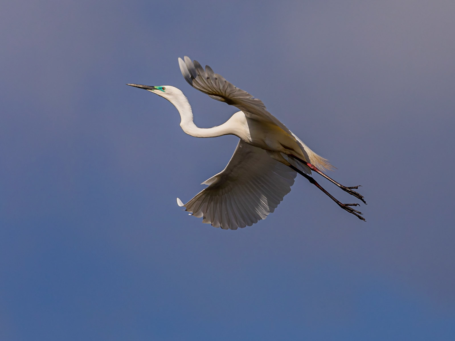 Great Egret