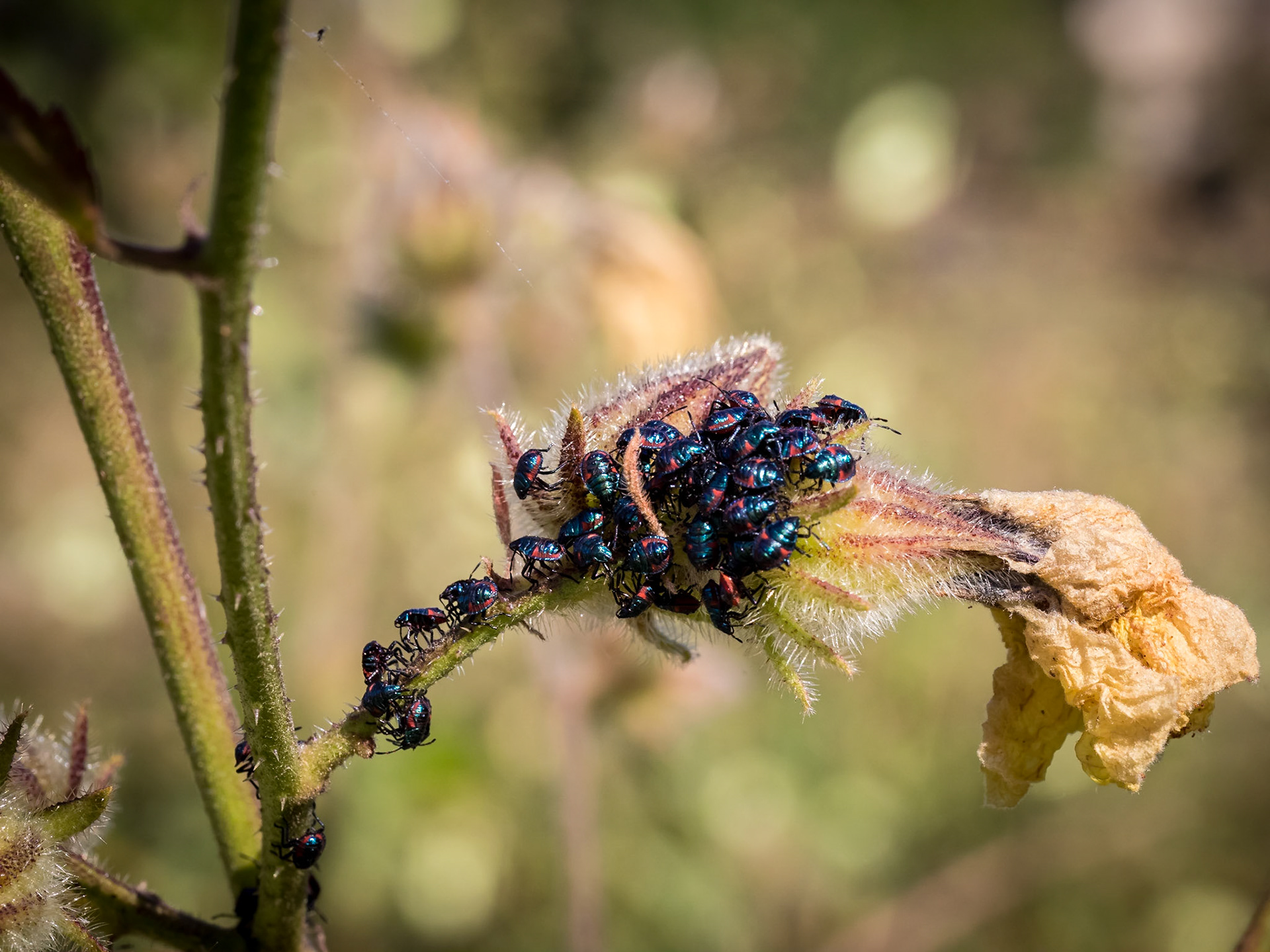 Recently hatched harlequin beetles