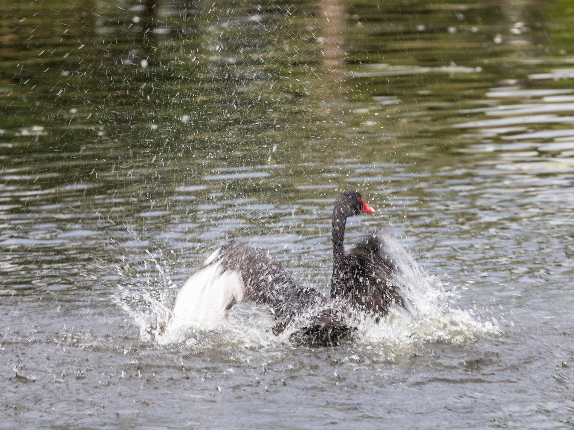 Splashing Black Swan morning ablutions