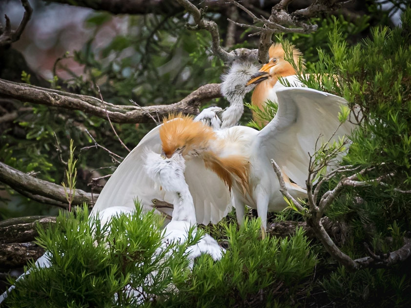 Adult cattle egret feeding chicks in the nest