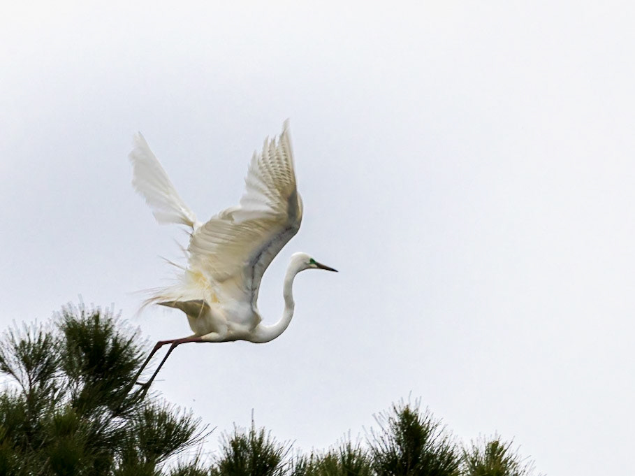 Eastern Great Egret