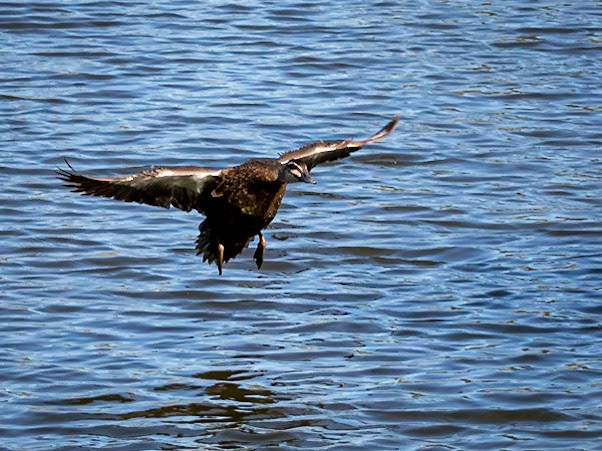 Black Duck landing