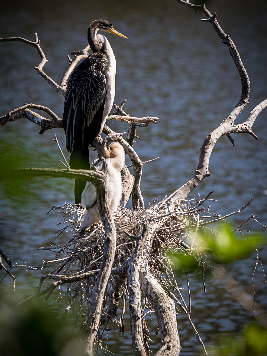 Darter mother and chick