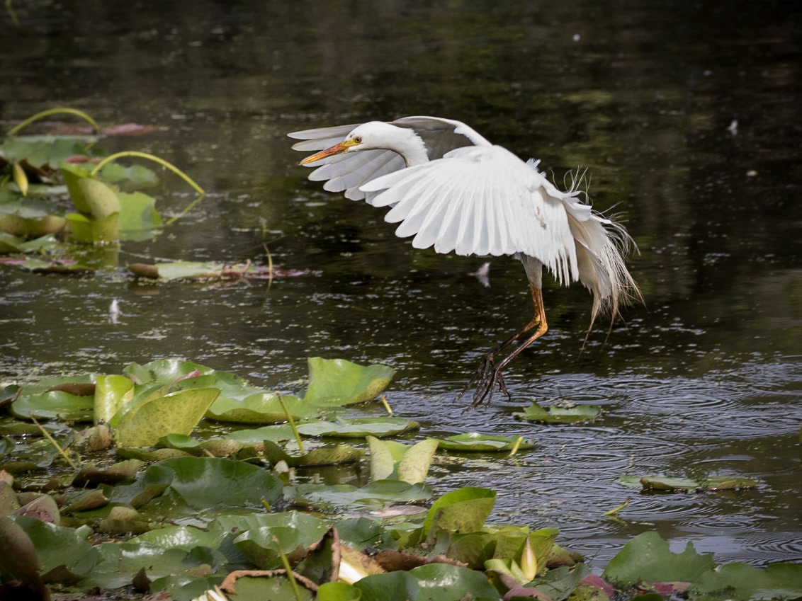 Intermediate Egret Landing