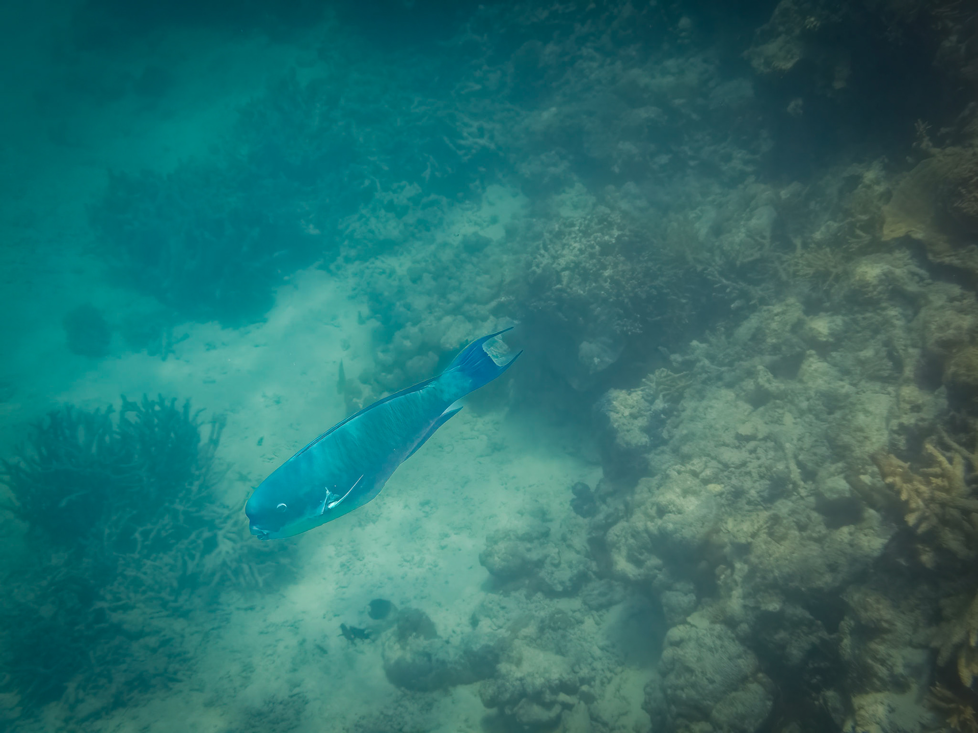 Coral reef in the Lady Musgrave Island lagoon