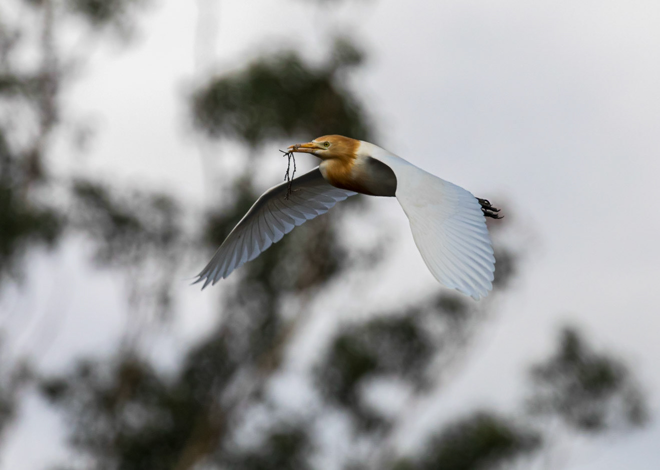 Cattle Egret