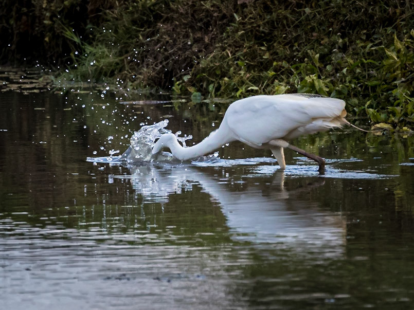 Great egret catching prey
