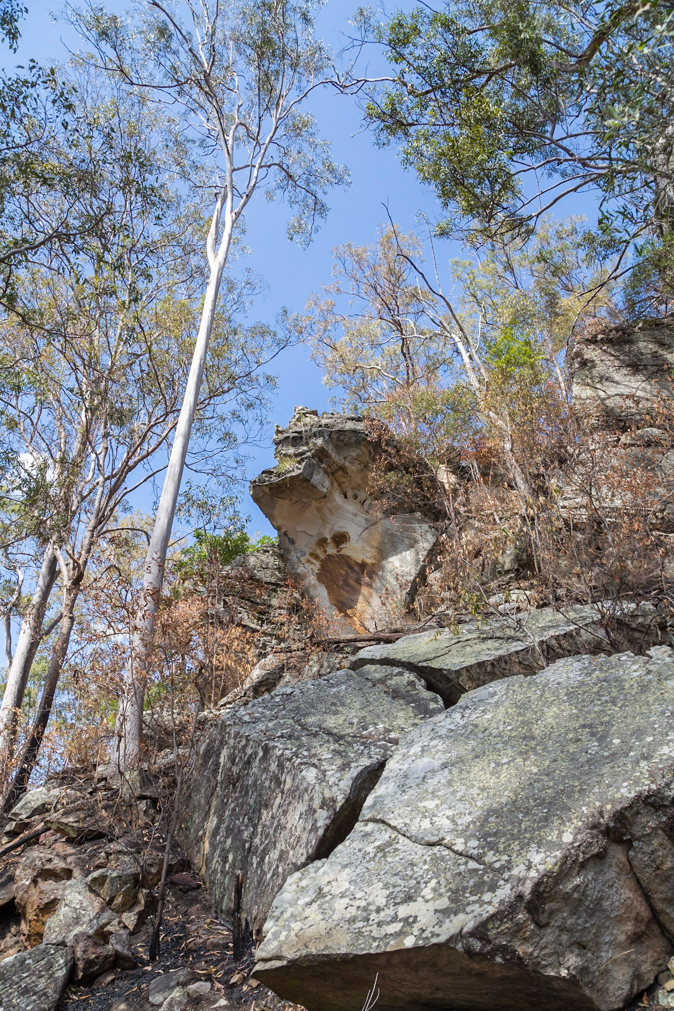 Big Foot - Four Toes