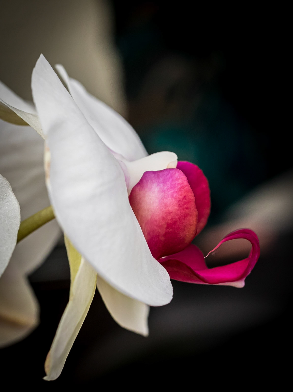 In the Orchid House, Hervey Bay Botanic Gardens