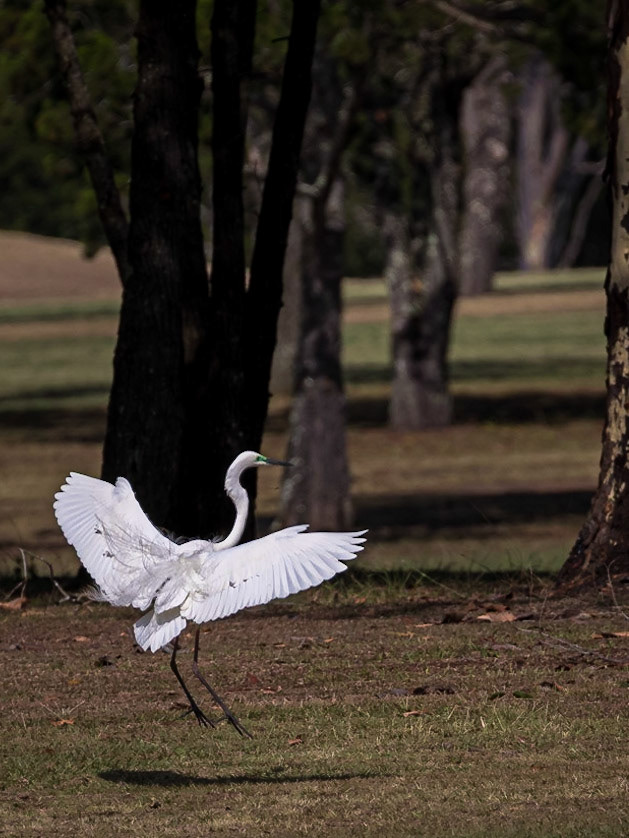 Great egret  lands to collect more sticks for nest building