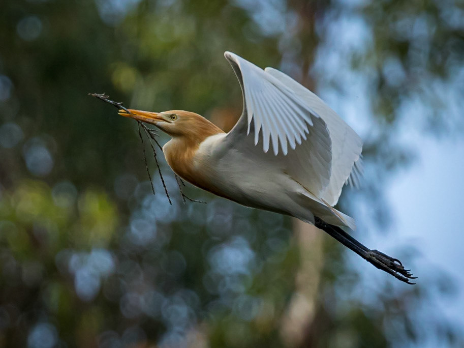 Cattle Egret