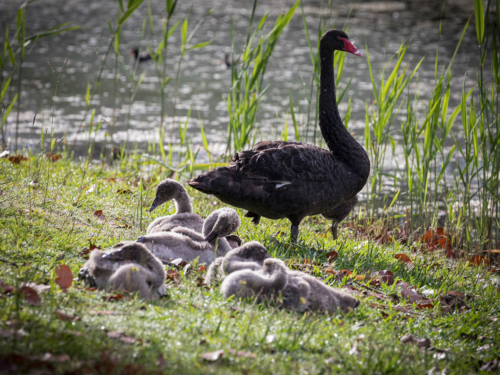 Mother swan with her clutch of cygnets