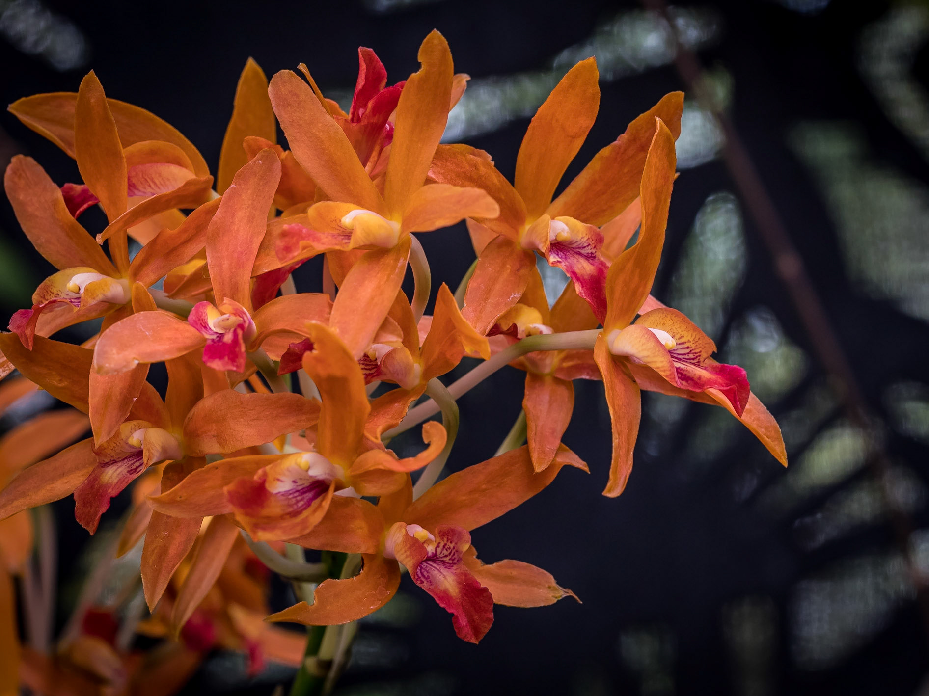 In the Orchid House, Hervey Bay Botanic Gardens