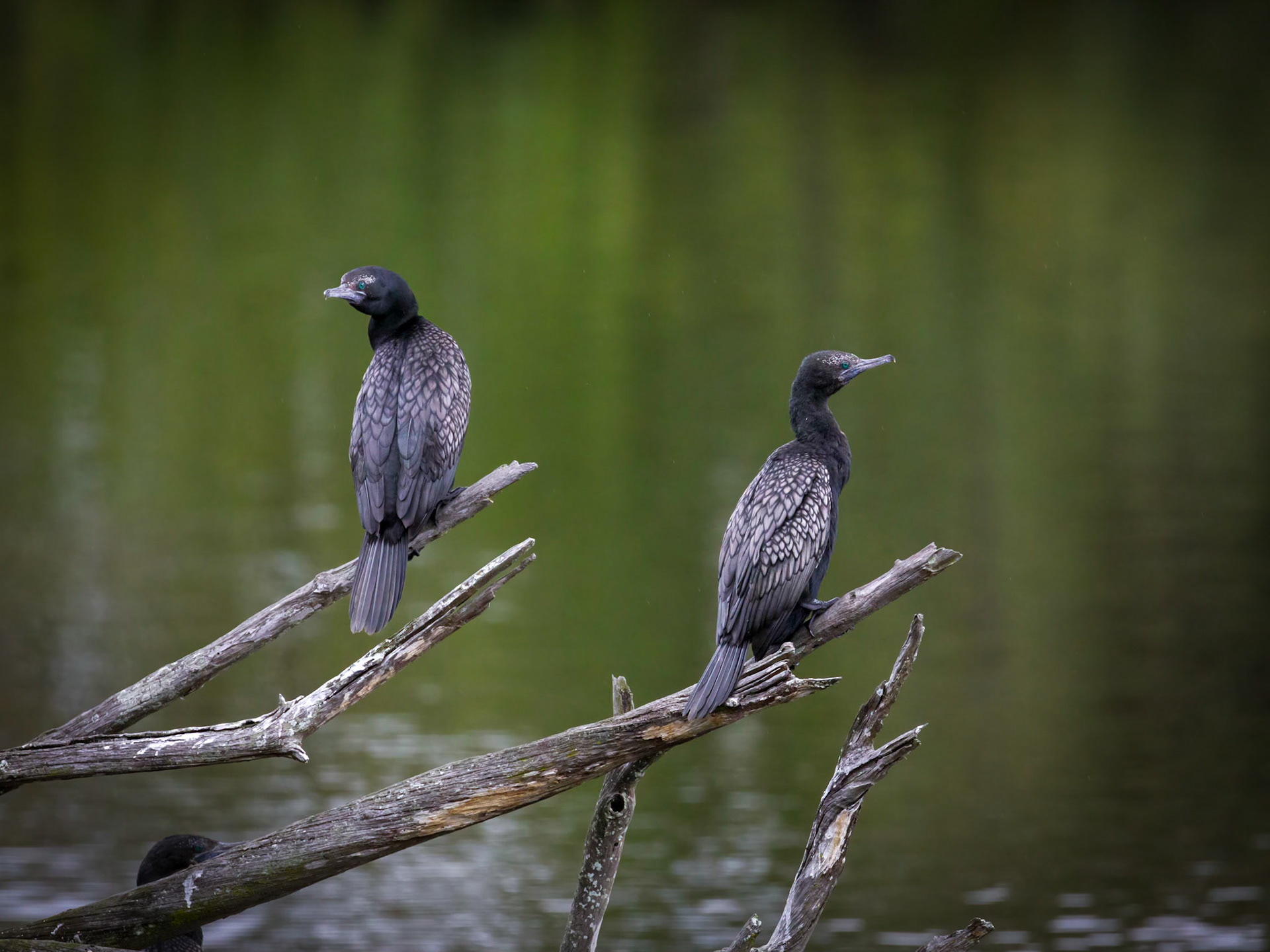 Little Black Cormorant