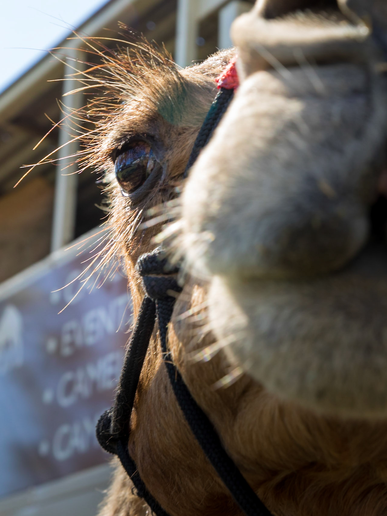 Camel Eye