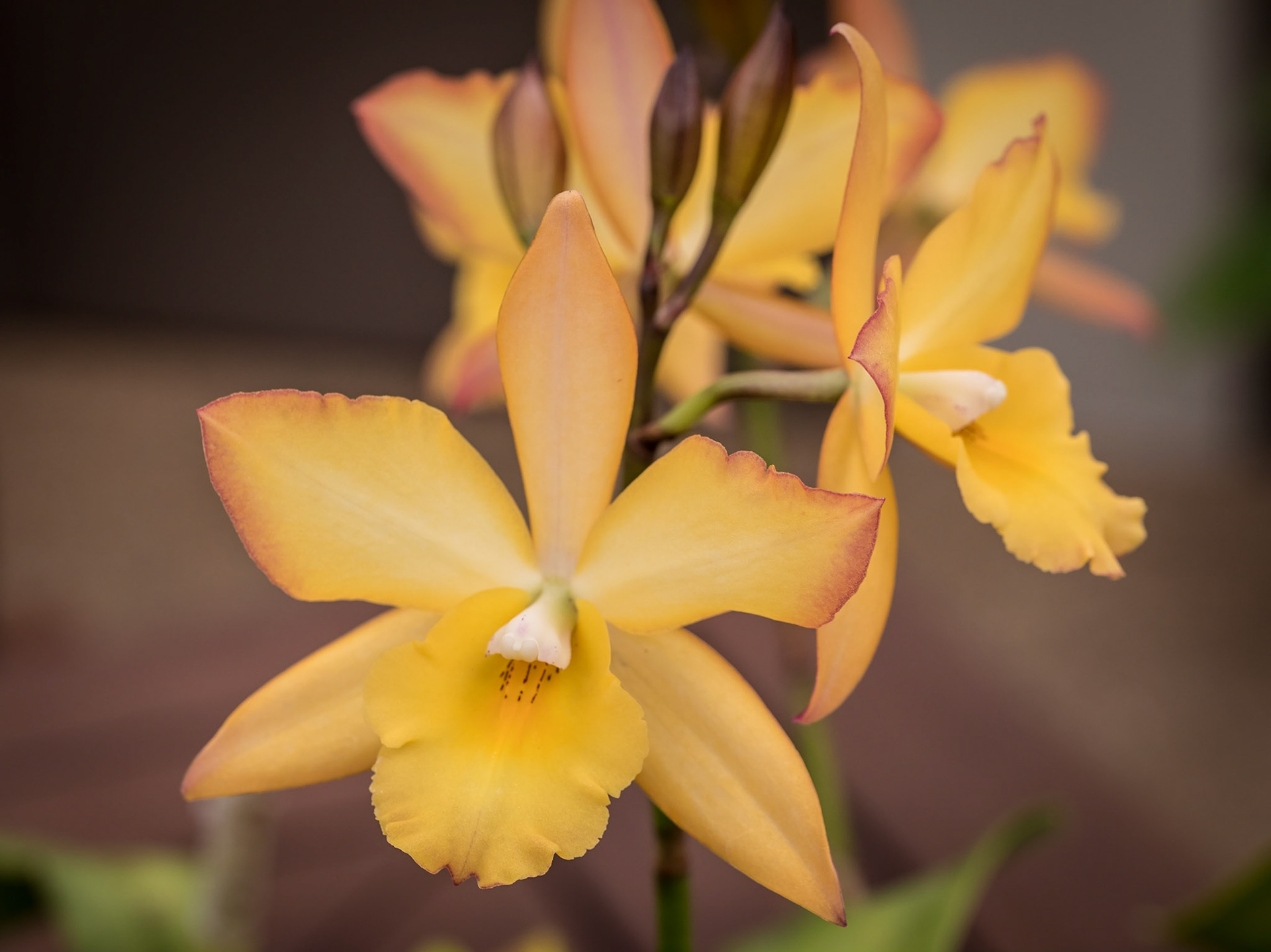 In the Orchid House, Hervey Bay Botanic Gardens