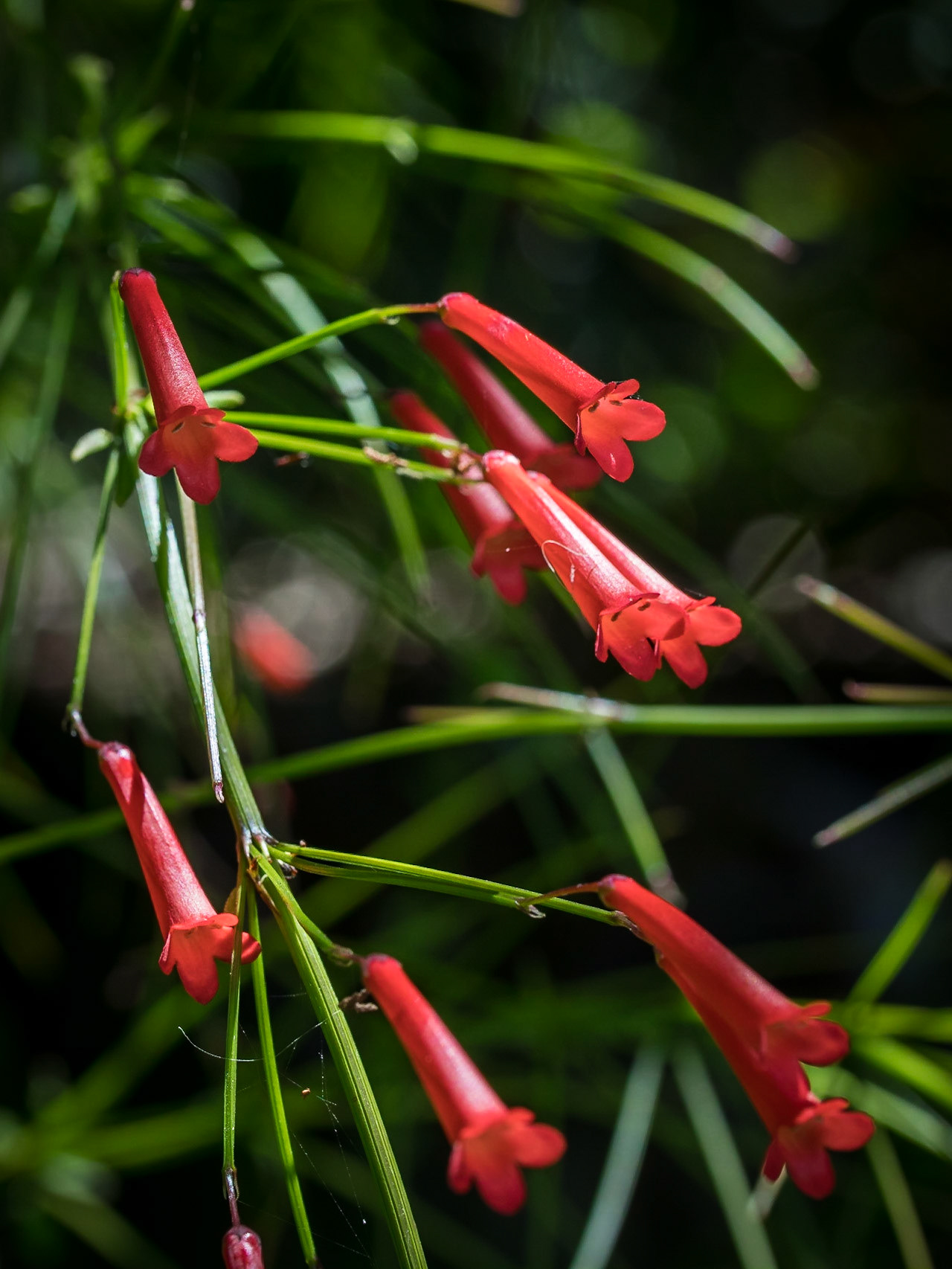In Hervey Bay Botanic Gardens