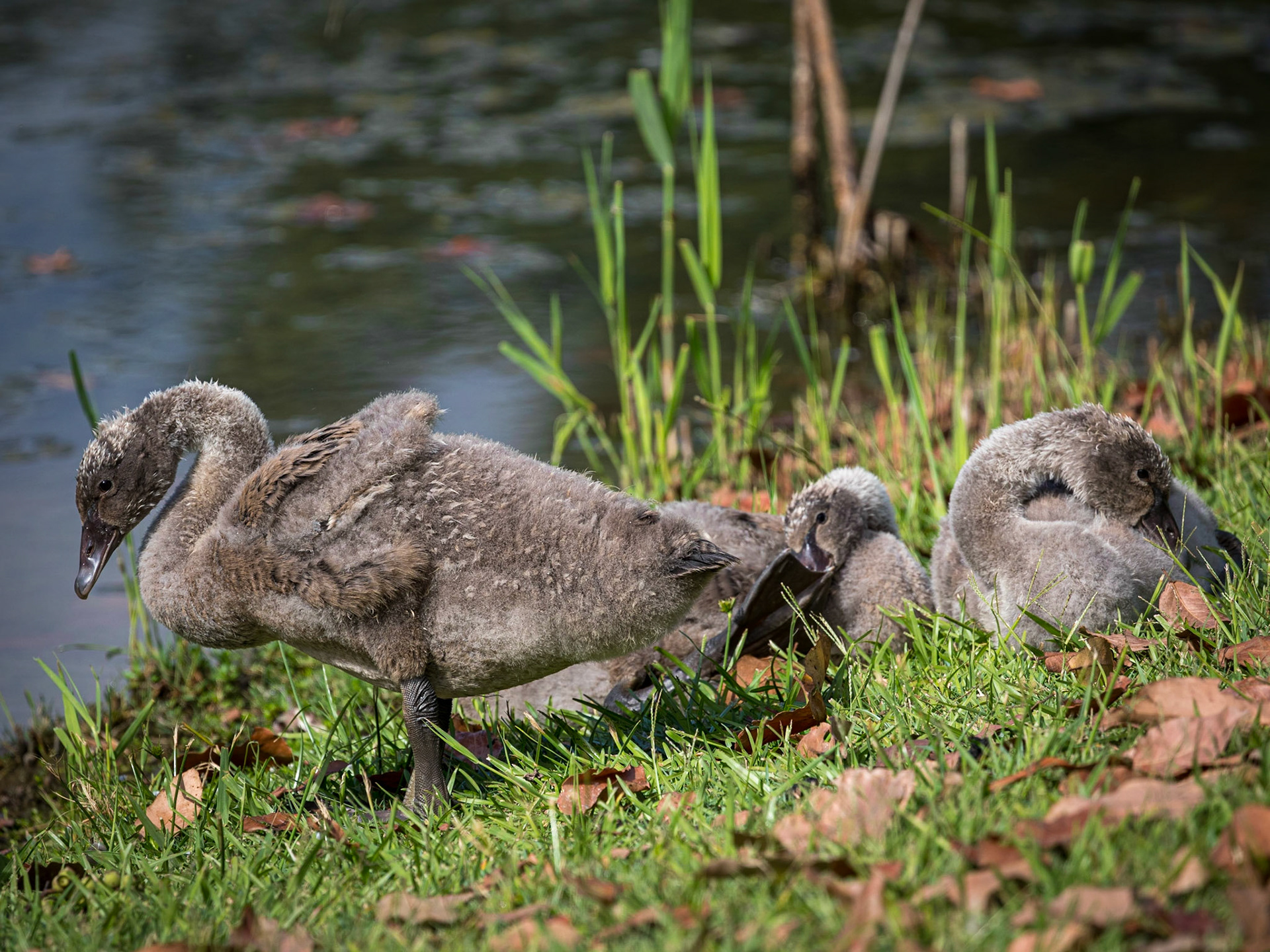 Black swan cygnets