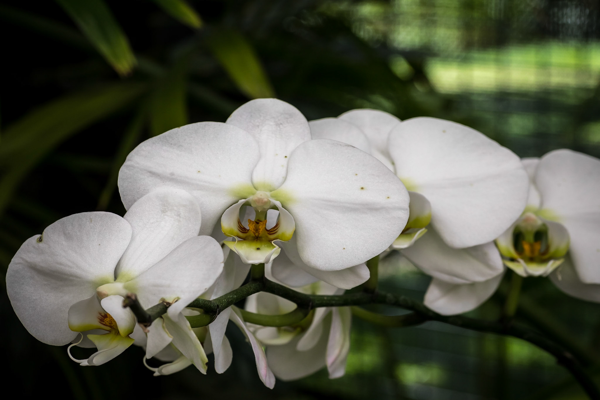 In the Orchid House, Hervey Bay Botanic Gardens