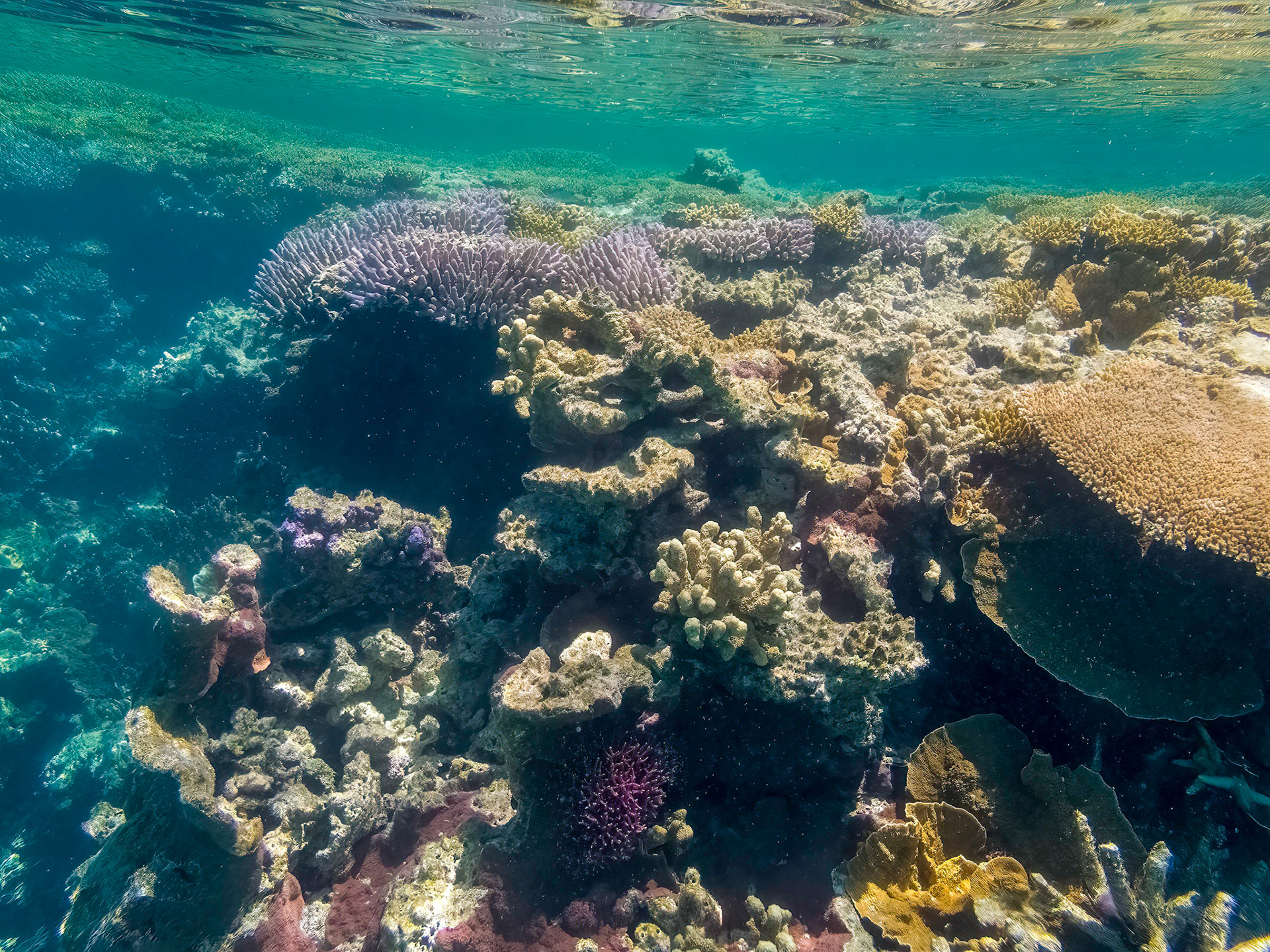 Coral reef in the Lady Musgrave Island lagoon