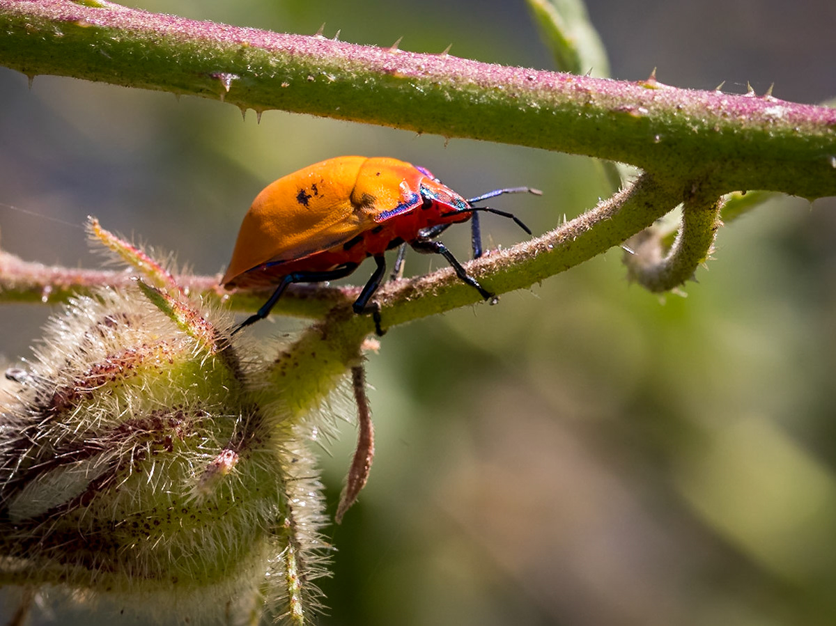 Harlequin Beetle