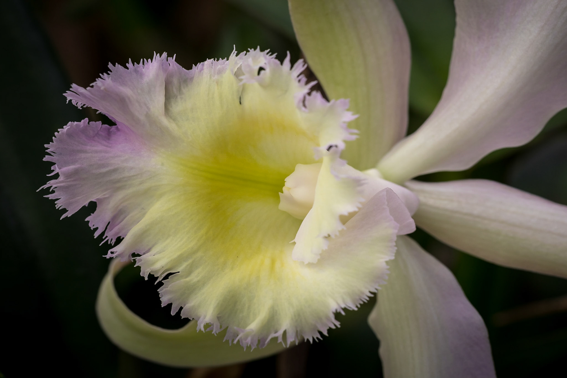 In the Orchid House, Hervey Bay Botanic Gardens