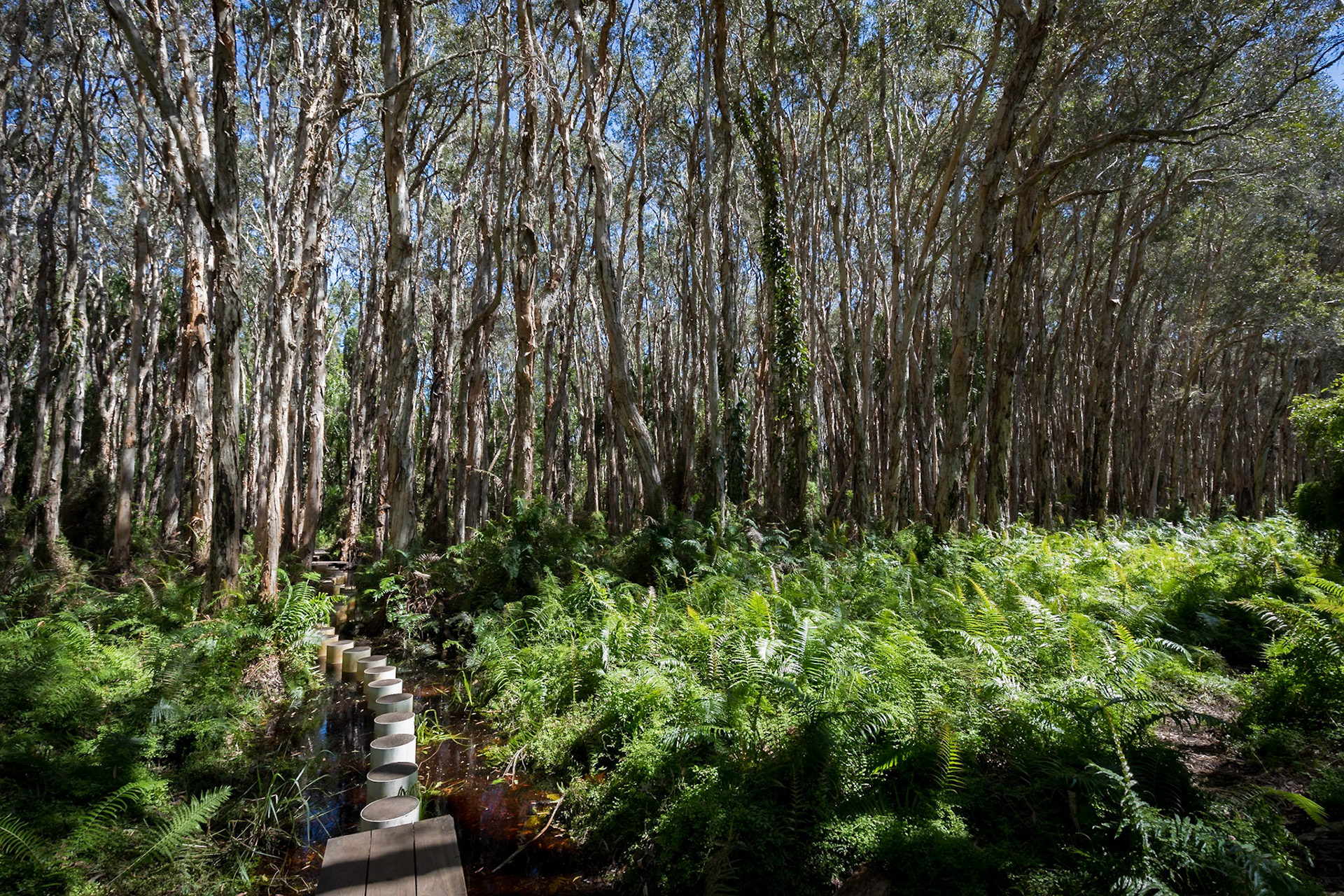 Boardwalk and stepping posts, Paperbark Forest (19/4)