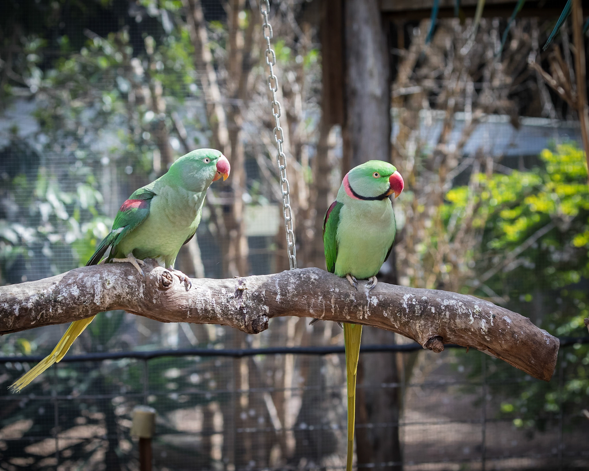 Flying High Bird Sanctuary