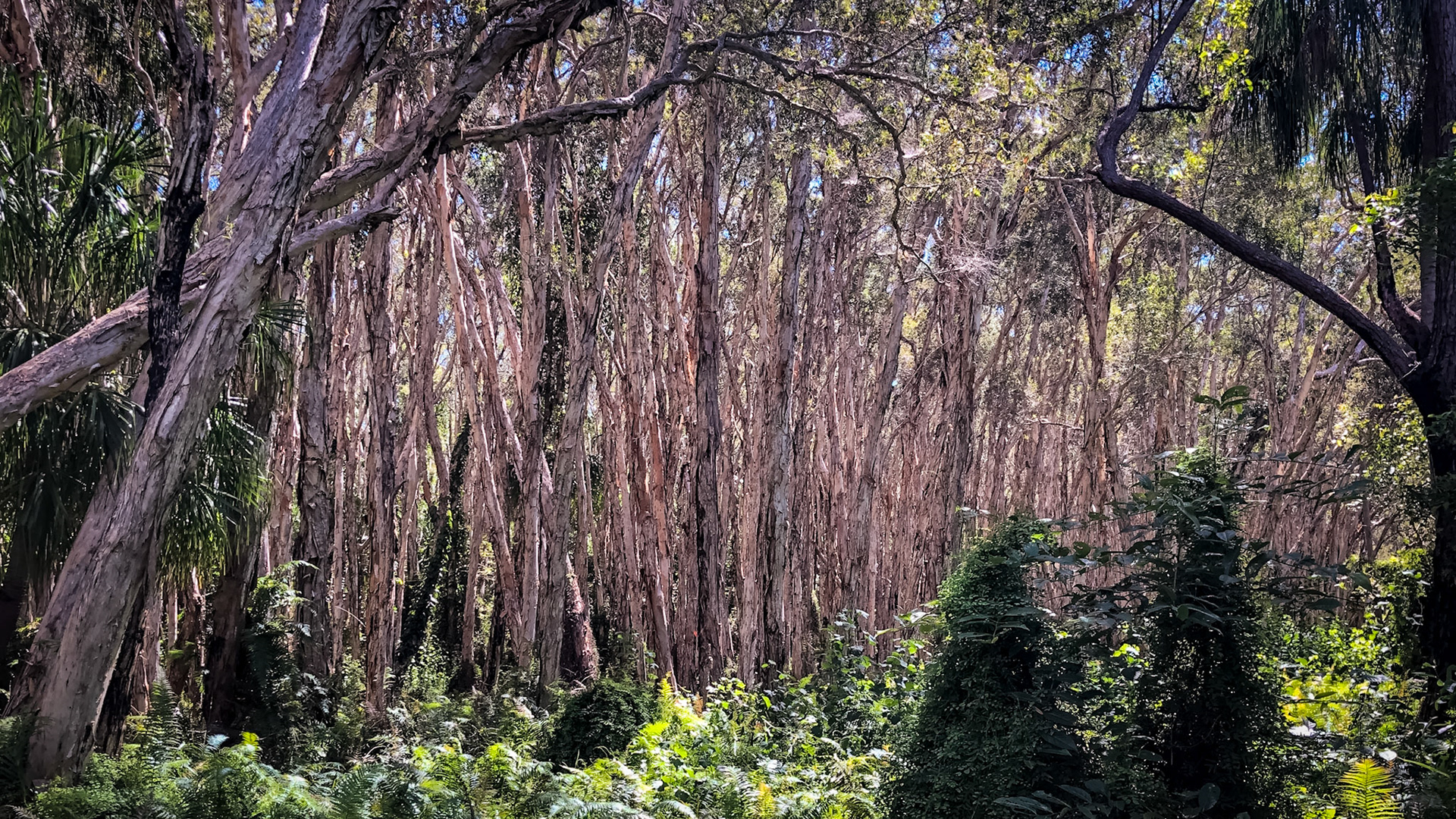 In the Stringybark Forest (18/4)
