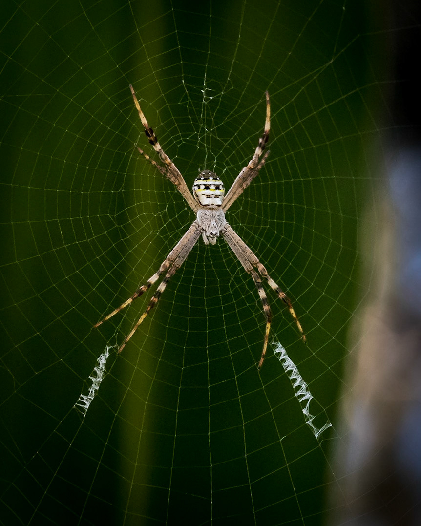 St Andrews Cross Spider