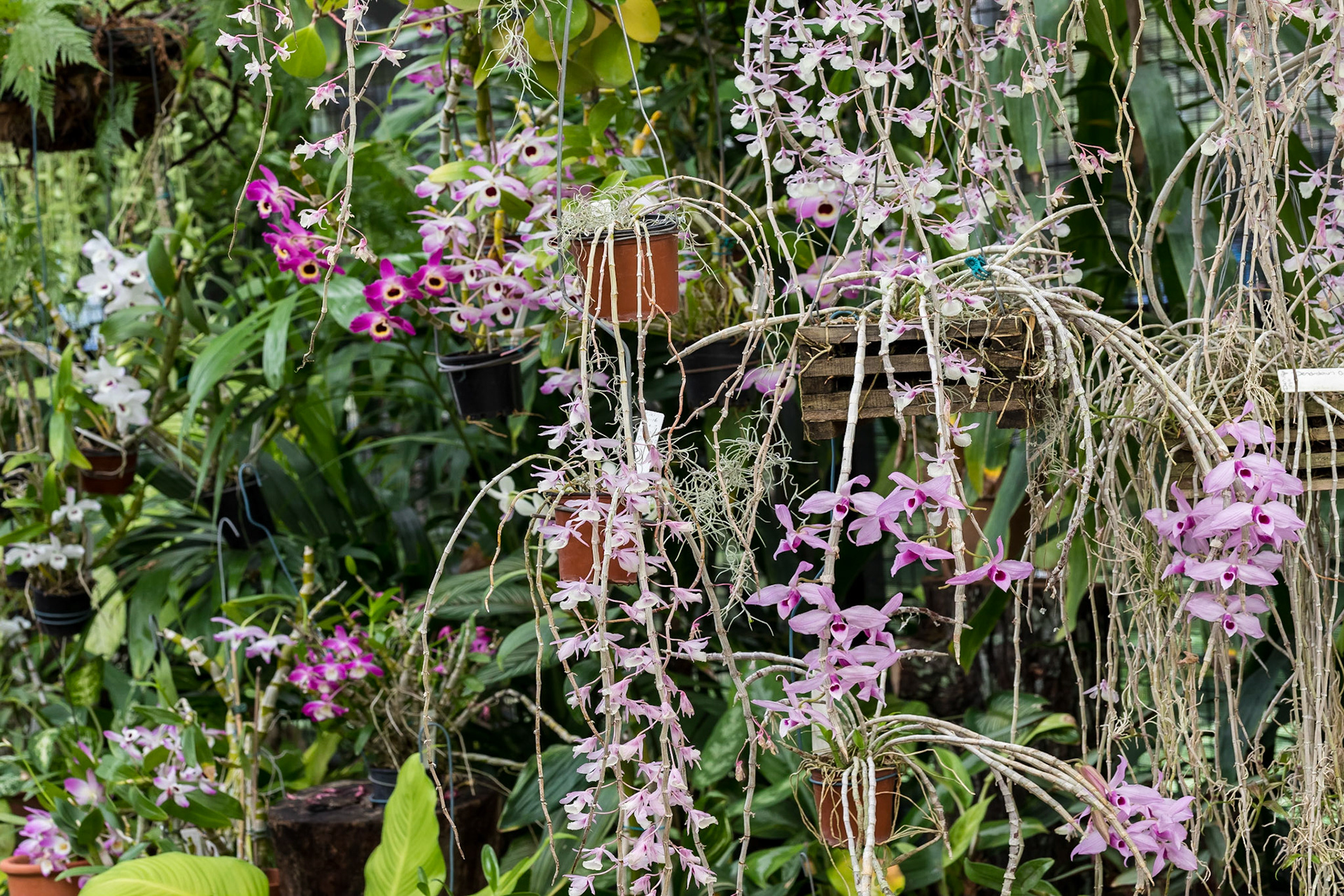 In the Orchid House, Hervey Bay Botanic Gardens
