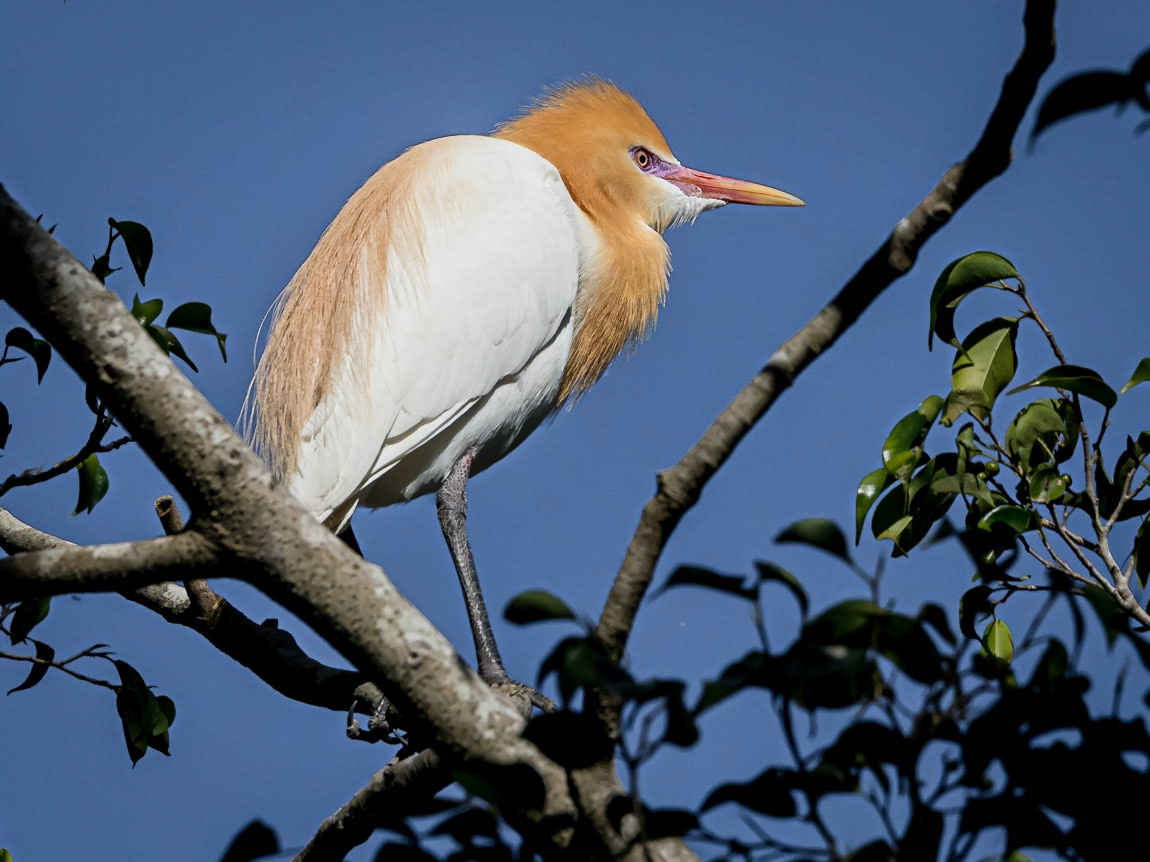 Cattle egret in breeding plumage