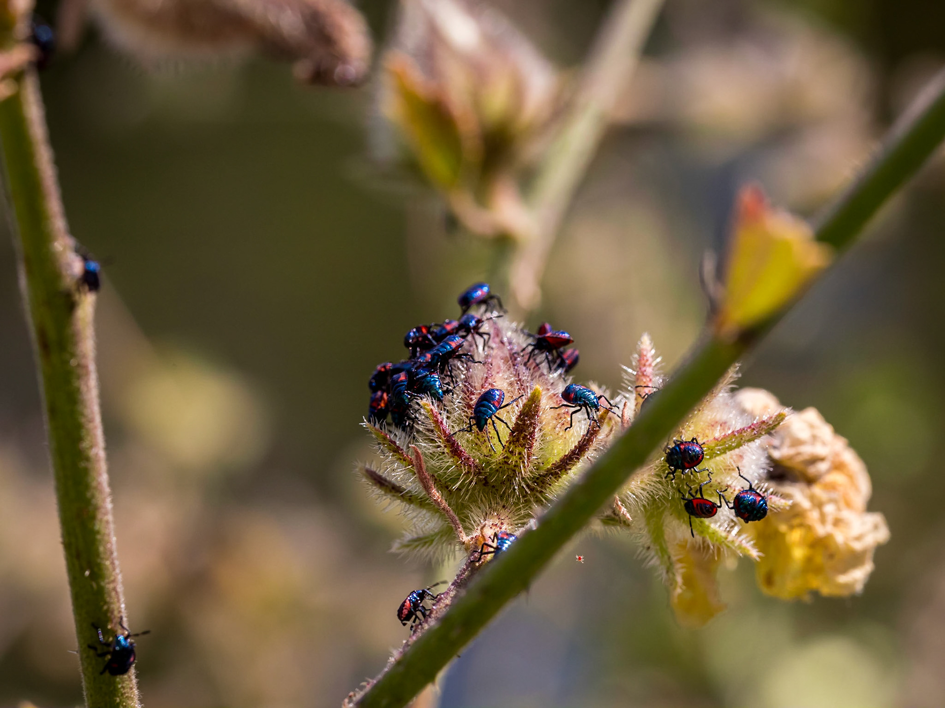 Recently hatched harlequin beetles