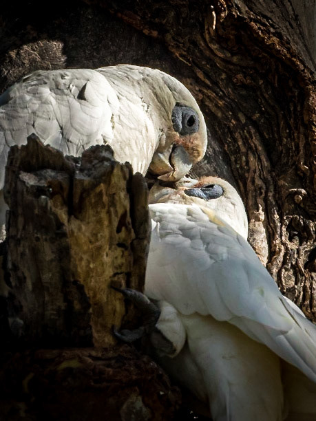 Corella pair