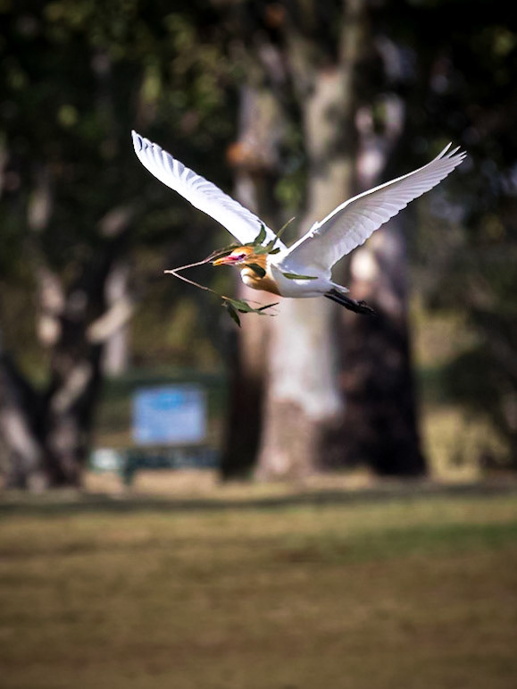 Cattle Egret