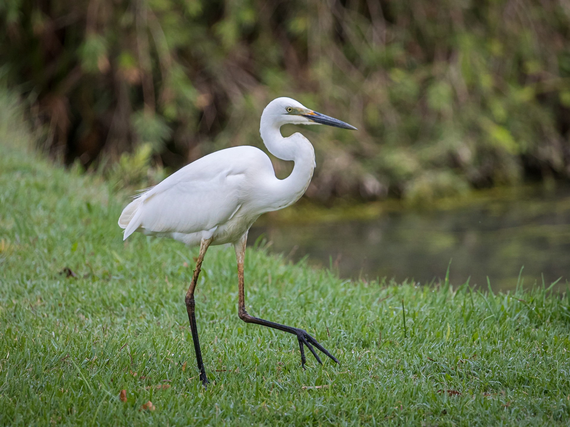 Little Egret